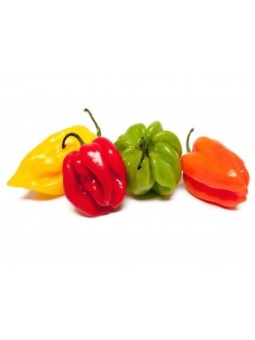 PIMENT ANTILLAIS 100G